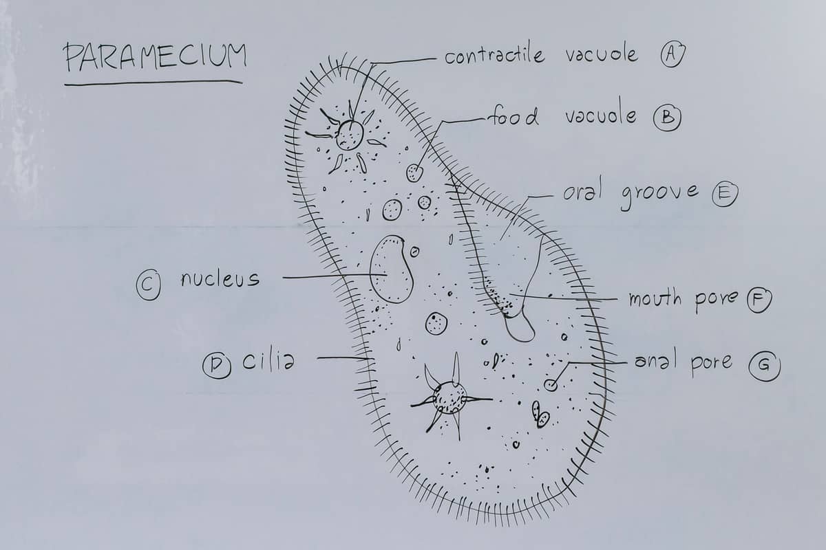 A labelled diagram of a paramecium on a whiteboard, close up.